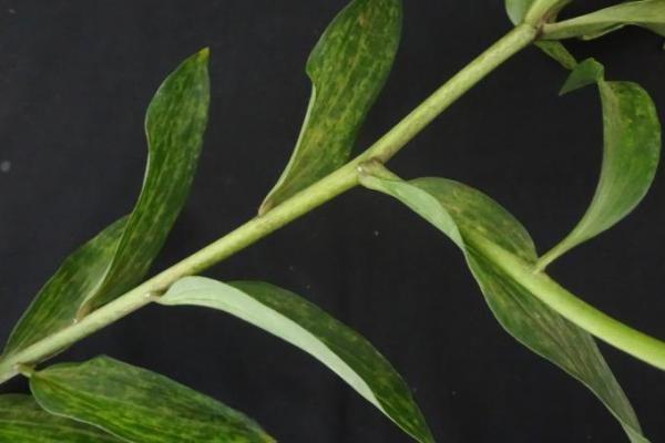 Publicación sobre Plantago asiatica mosaic virus